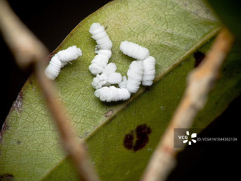 高角度拍摄的宏观球蚜虫图片素材