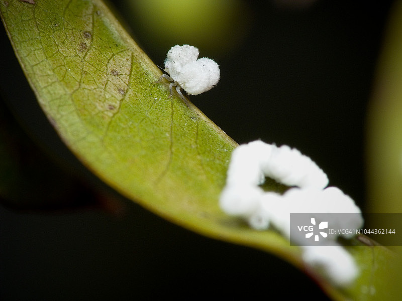 毛状介壳虫微距图片素材