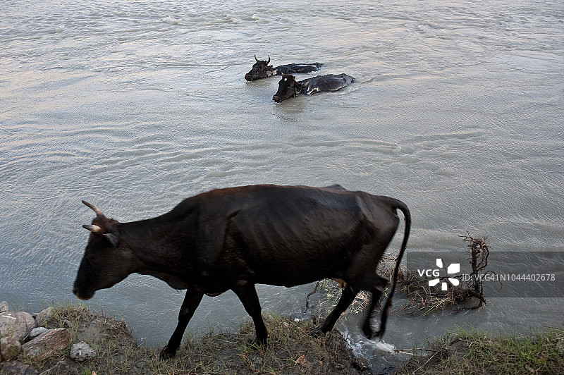 塔吉克斯坦和阿富汗边境河流中的奶牛图片素材