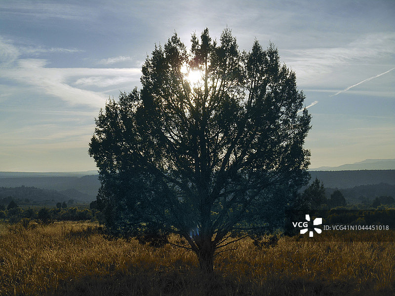 日落时分孤独的树图片素材