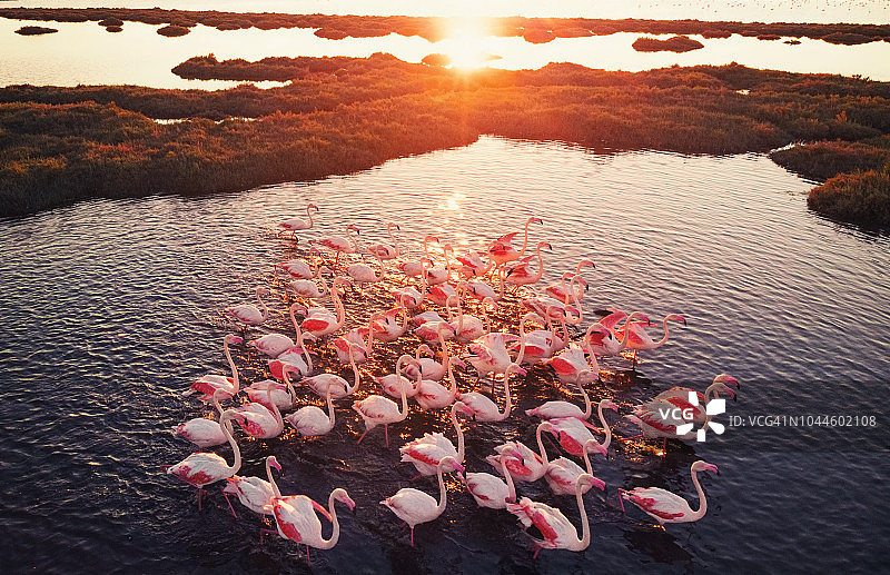日落时湿地中的火烈鸟图片素材