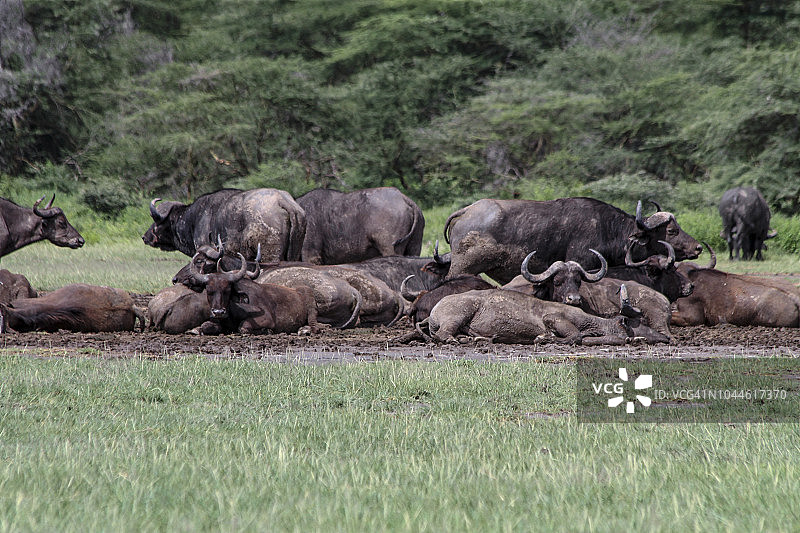 休息中的非洲水牛群图片素材