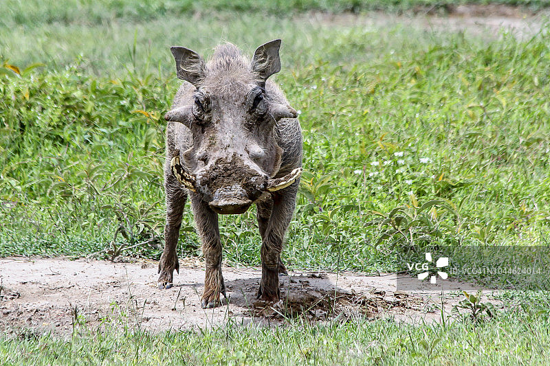 看着镜头的普通疣猪图片素材
