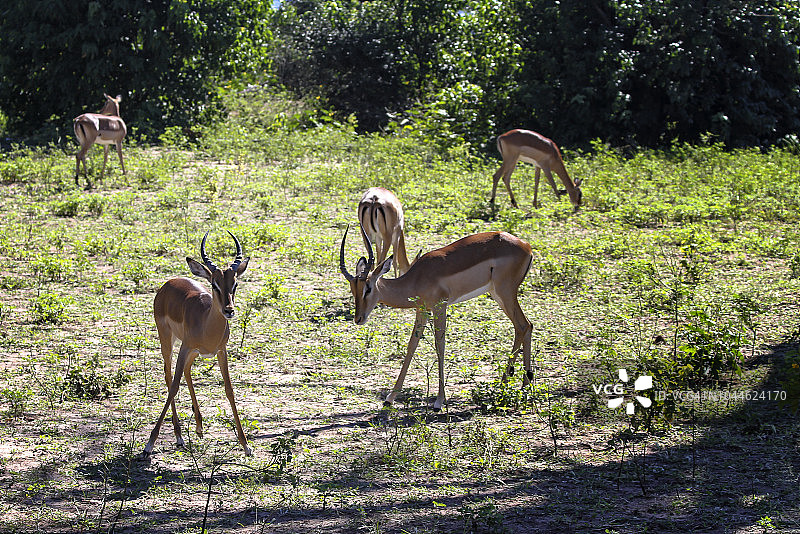 跳羚群图片素材