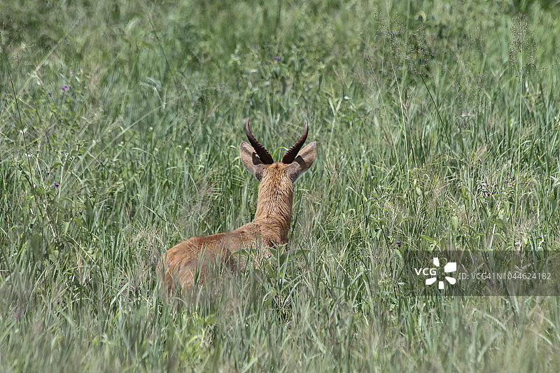 恩戈罗恩戈罗的瞪羚图片素材
