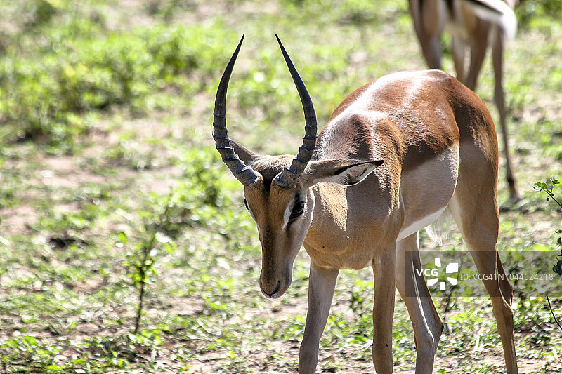 一只跳羚图片素材