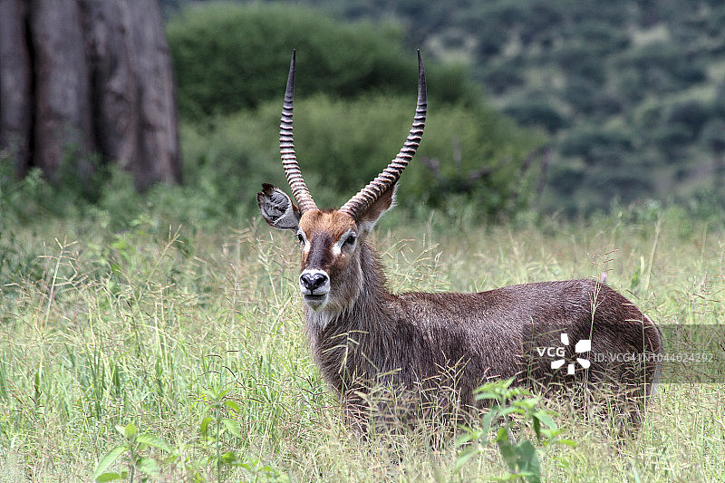 恩戈罗恩戈罗的格兰特瞪羚图片素材