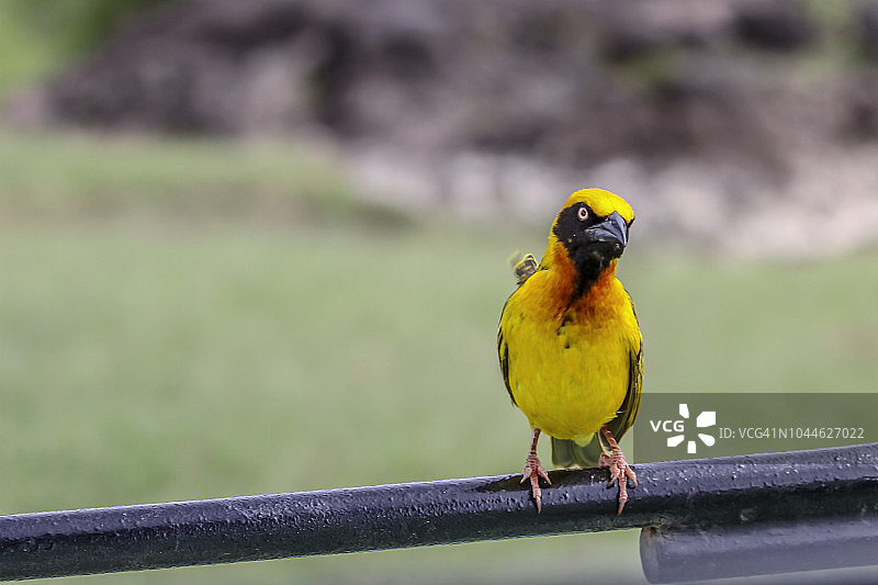 黄头织雀图片素材