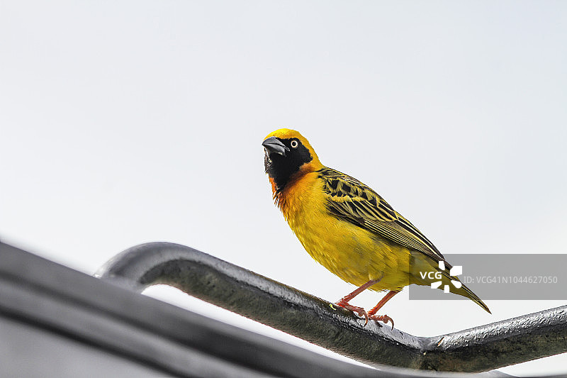 黄头织雀图片素材