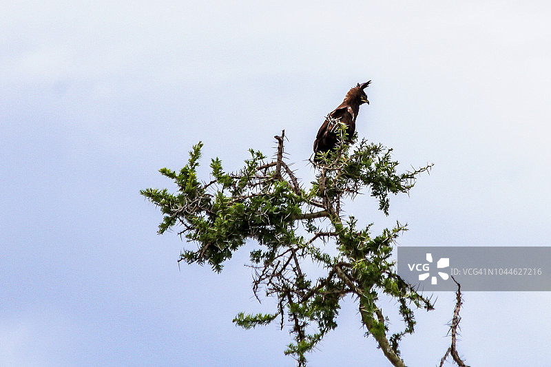 树上的长冠鹰图片素材