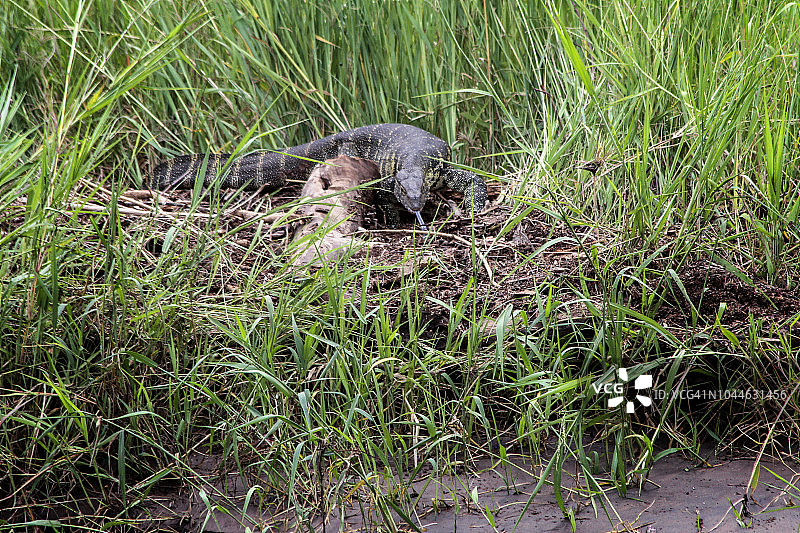 栖息的巨蜥图片素材