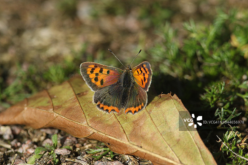 一只栖息在秋天落叶上的小型铜蝴蝶图片素材