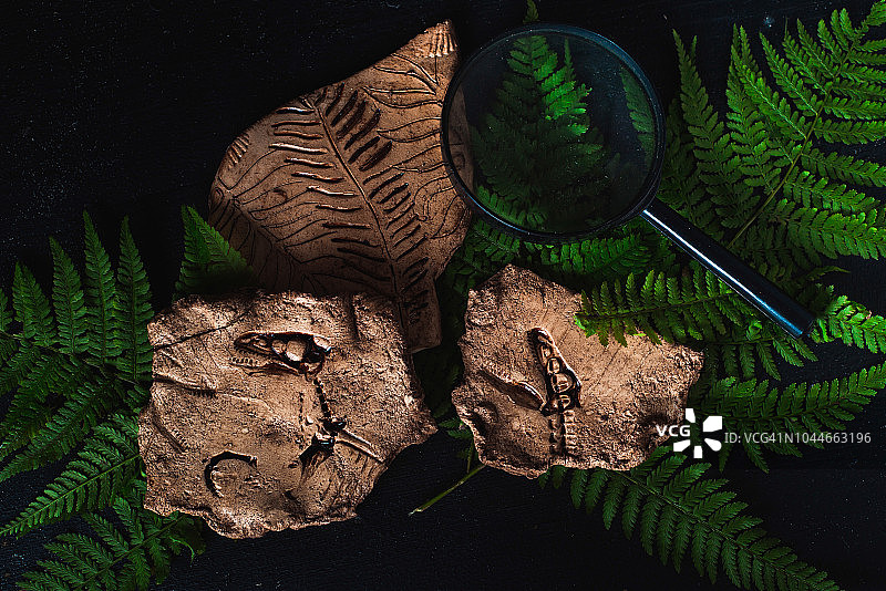 深色背景上的化石和蕨类植物。具有恐龙印记的古生物学概念。地球科学标题。图片素材