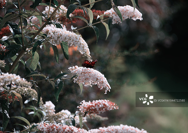 用自然创造图片素材