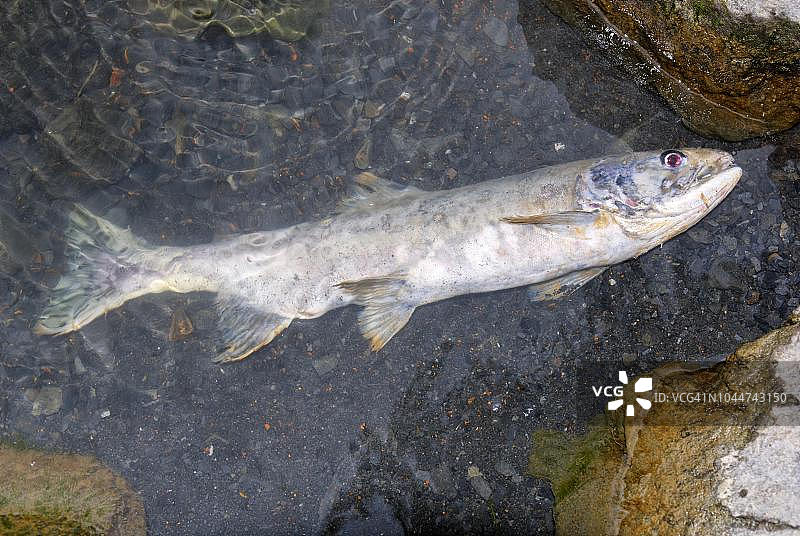 太平洋鲑鱼产卵后死亡，美国阿拉斯加。图片素材