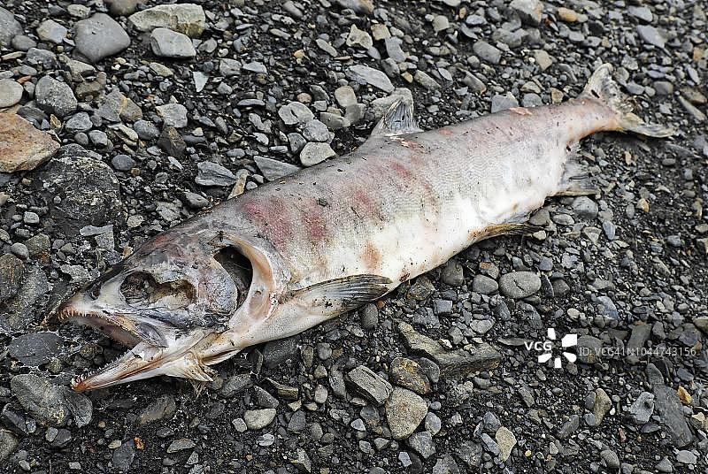 太平洋鲑鱼产卵后死亡，美国阿拉斯加。图片素材