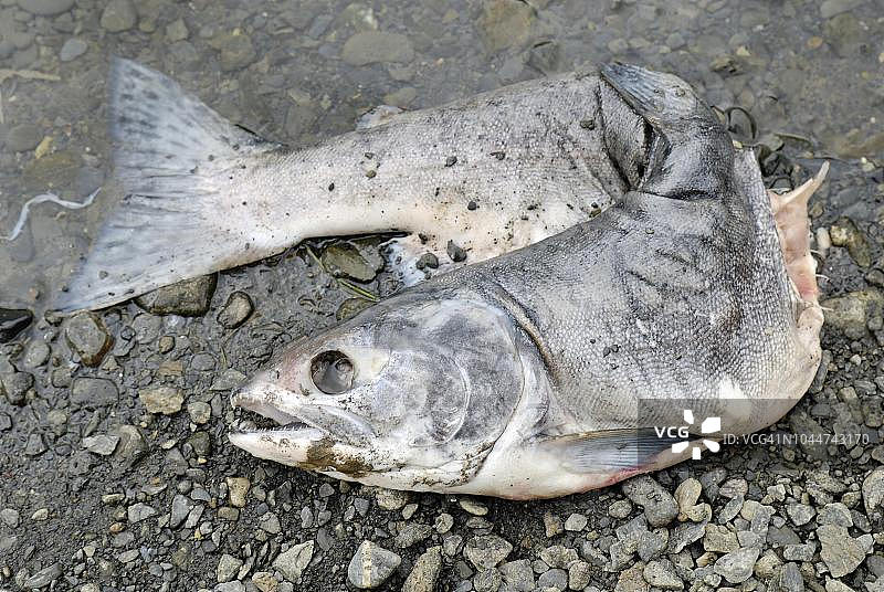 太平洋鲑鱼产卵后死亡，美国阿拉斯加。图片素材