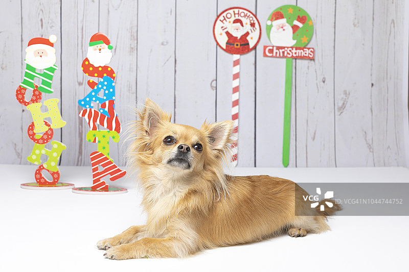 圣诞节摆姿势拍照的长毛吉娃娃图片素材
