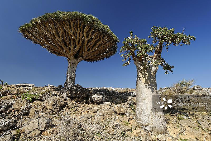 索科特拉岛上的龙血树，联合国教科文组织世界遗产，也门图片素材
