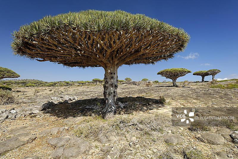 索科特拉岛上的龙血树，联合国教科文组织世界遗产，也门图片素材