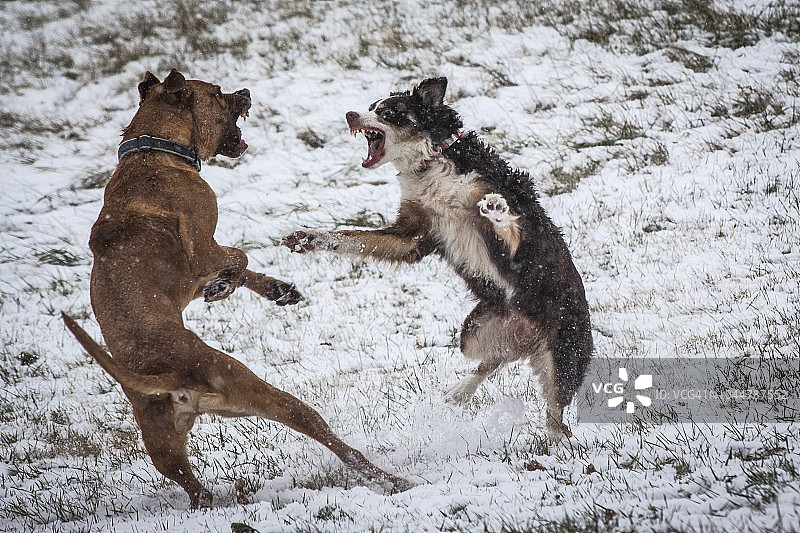 美国俄亥俄州约翰斯敦，在冬天户外玩耍的两只狗打架的照片图片素材