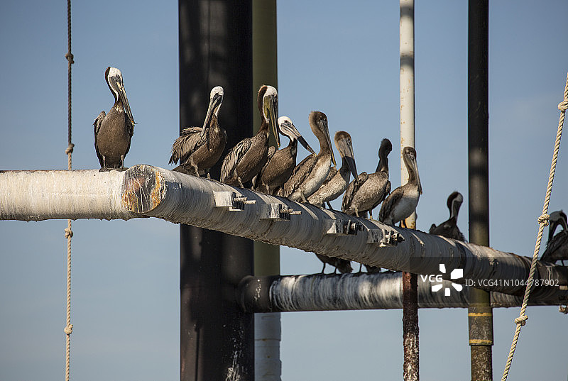 美国路易斯安那州查尔斯湖，栖息在石油平台管道上的鹈鹕群图片素材