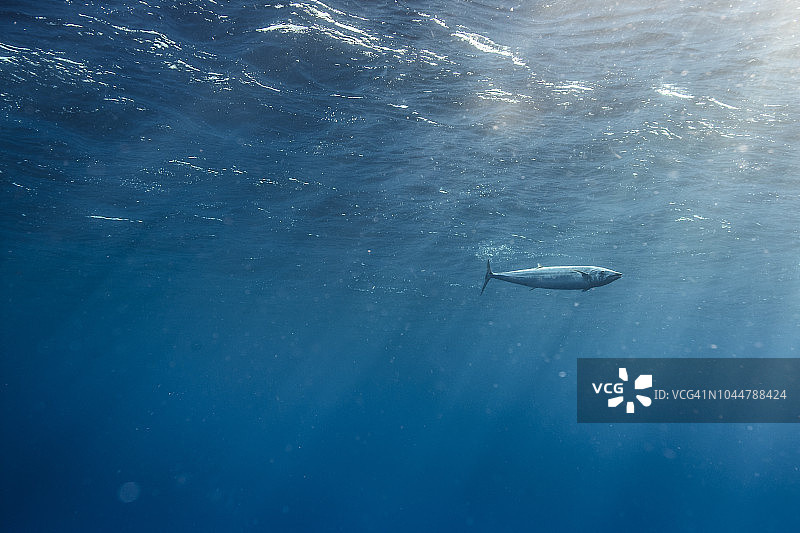 单尾魮鱼在水面附近游动的优美自然摄影，墨西哥科利马州雷维利亚吉赫多群岛图片素材