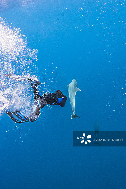 与海豚一起游泳的自由潜水员，墨西哥科利马州雷维利亚希赫多群岛索科罗岛图片素材