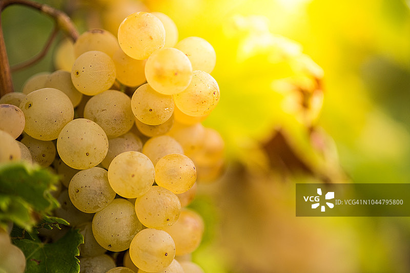 悬挂在藤蔓上的白葡萄图片素材