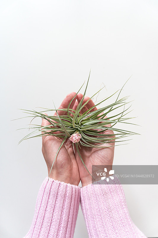 手中盛开的空气凤梨图片素材