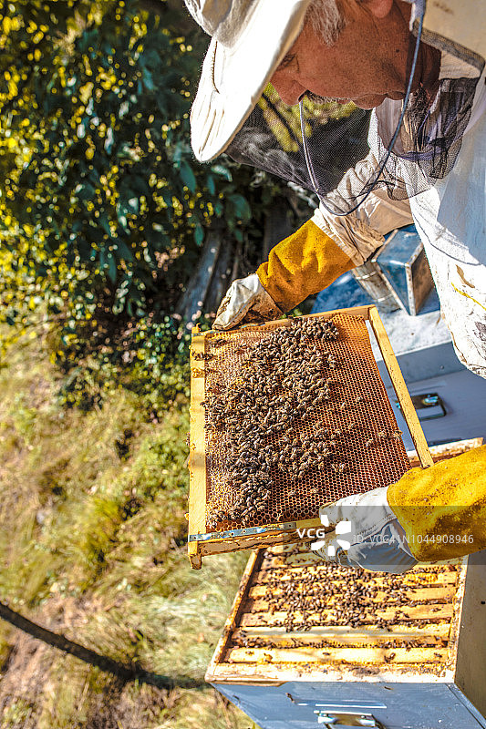 蜂箱检查图片素材