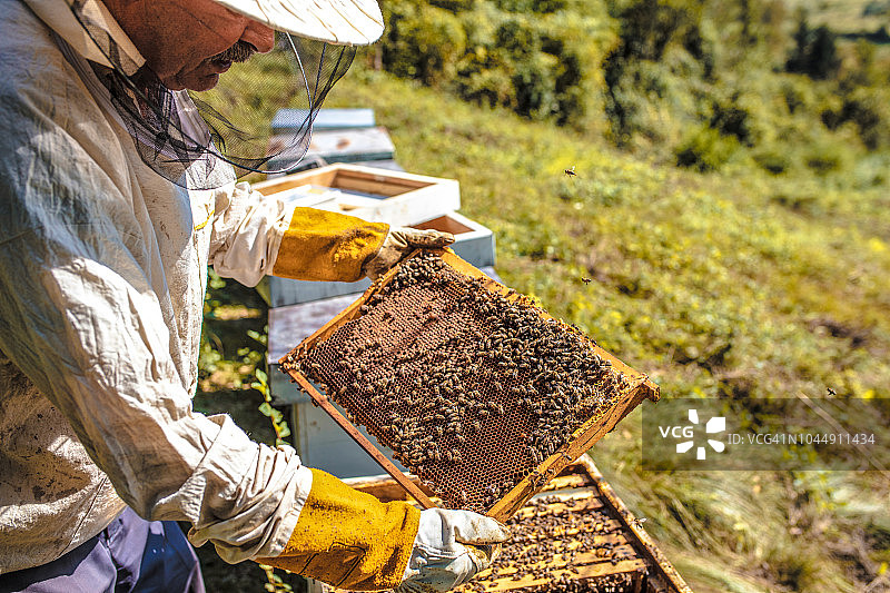 蜂箱检查图片素材