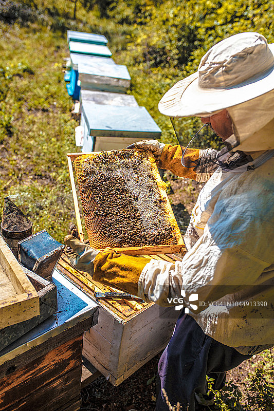 蜂箱检查图片素材