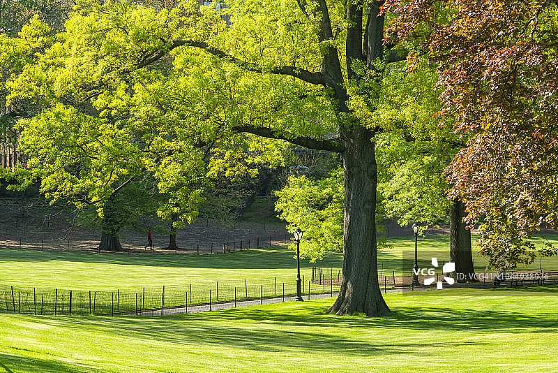 纽约中央公园的草坪小路图片素材