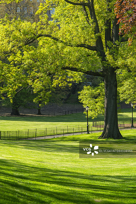 纽约中央公园的草坪小路图片素材