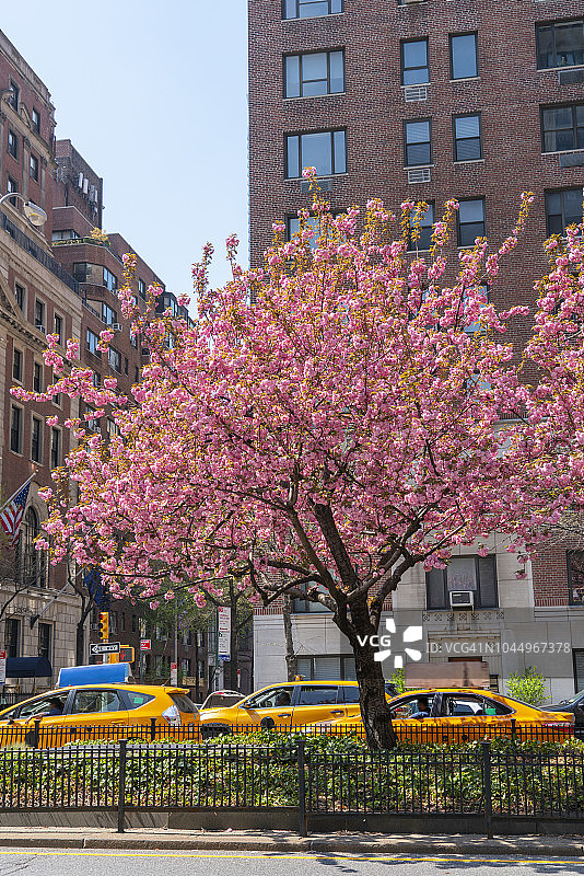 纽约曼哈顿中城公园大道上盛开的樱花树与交通图片素材