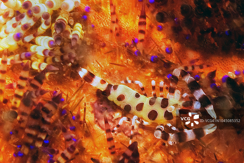 可变火海胆上的克氏海葵虾图片素材