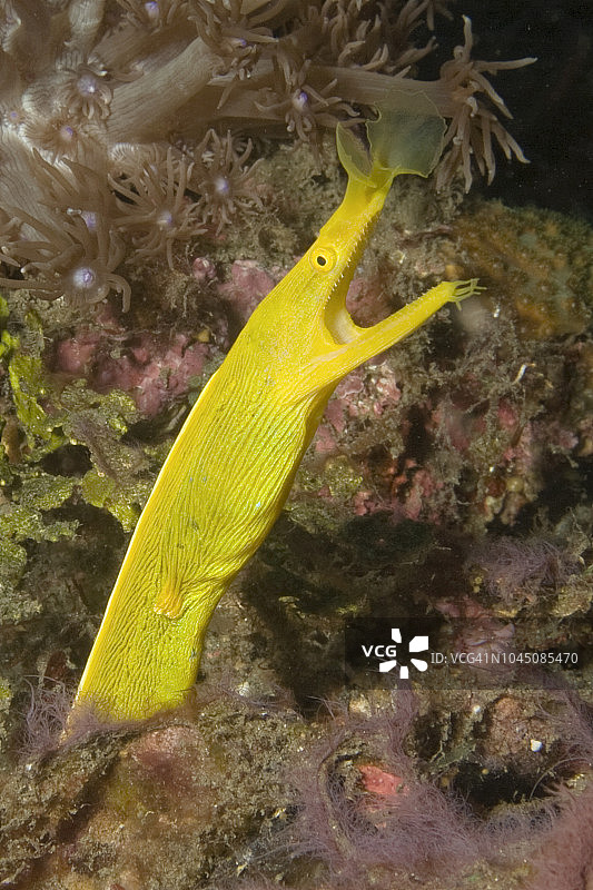 从雄性变为雌性的丝带鳗图片素材