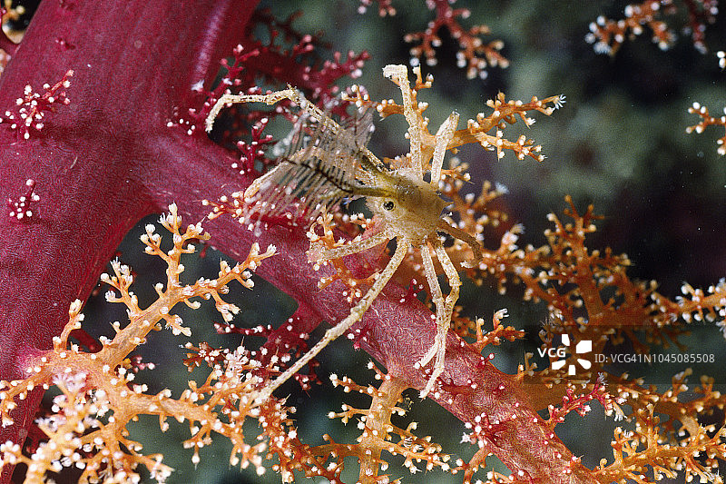 公牛水螅蟹图片素材