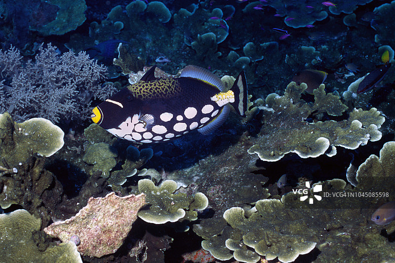 小丑炮弹鱼图片素材