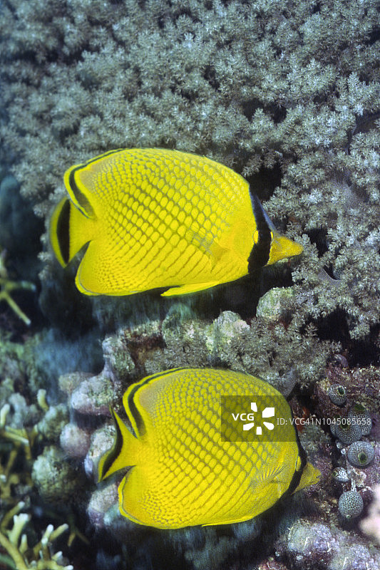 一对网纹蝴蝶鱼图片素材