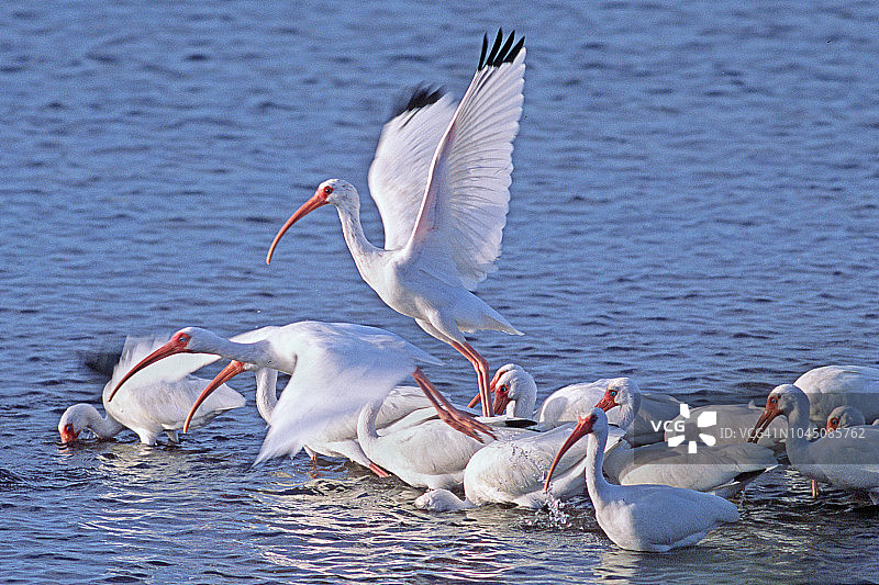 白䴉起飞图片素材