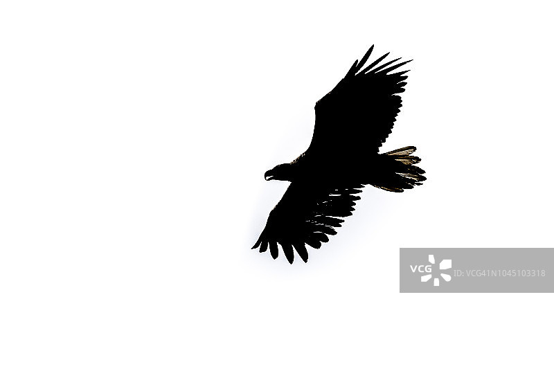 老鹰剪影图片素材