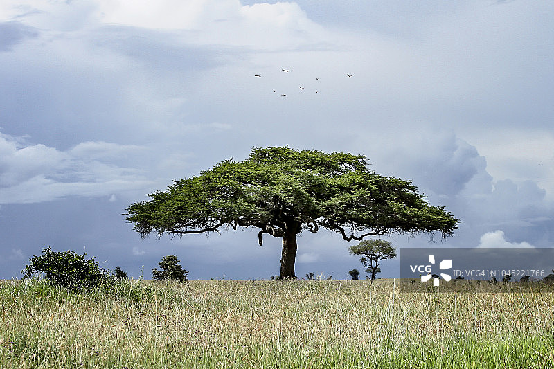 田野中央的伞刺相思树图片素材