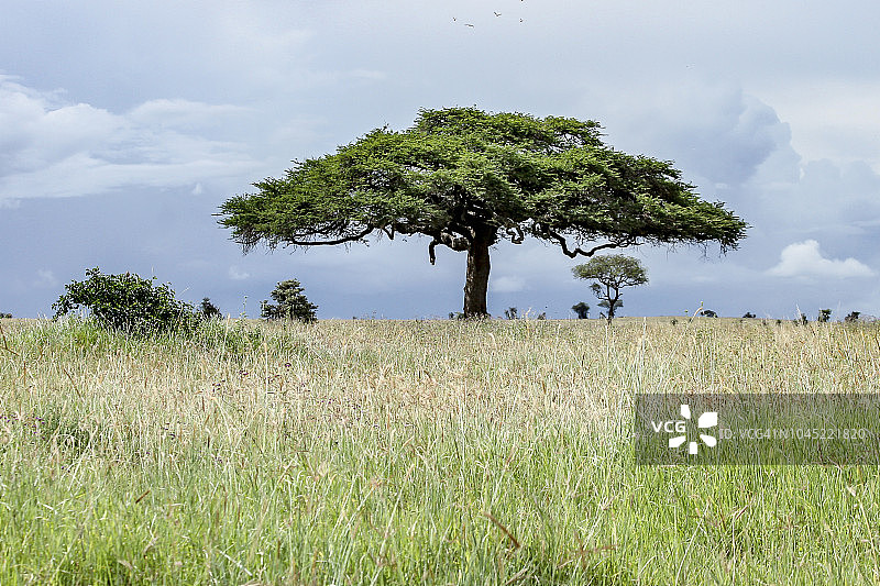 田野中央的伞刺相思树图片素材