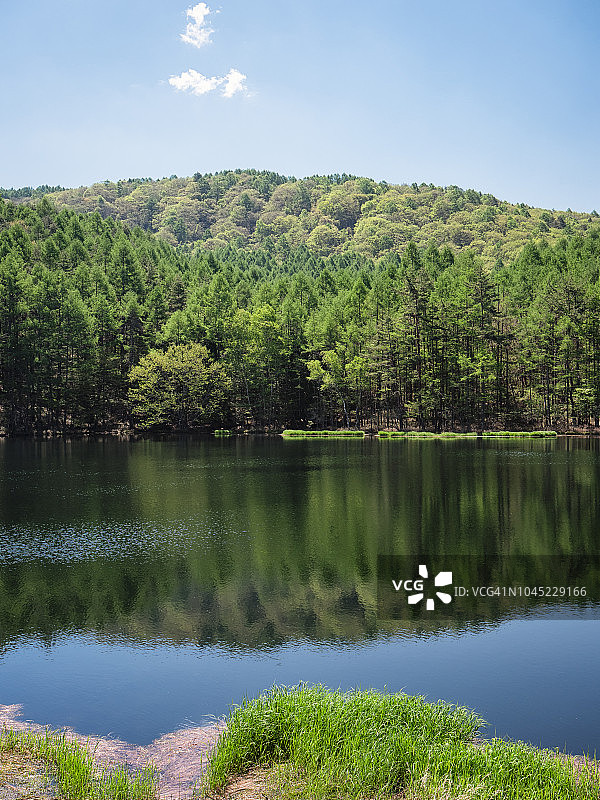 美丽池塘中的森林倒影图片素材