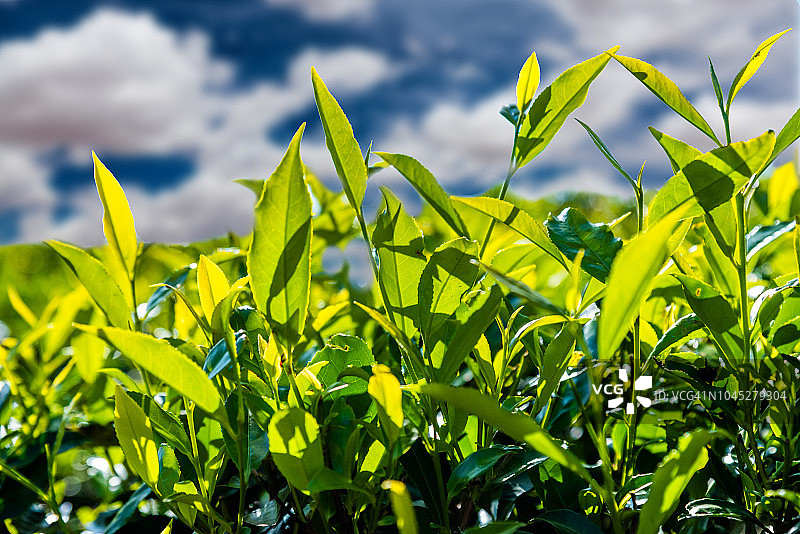 美丽天空背景下的新鲜绿茶叶图片素材