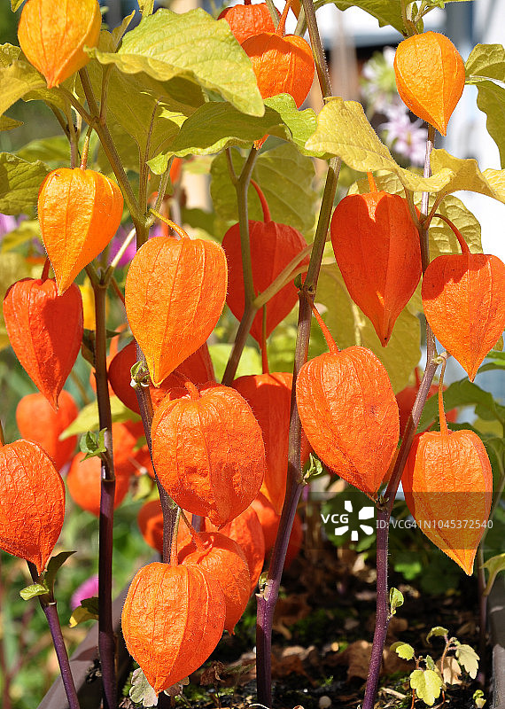 花园里的中式灯笼图片素材