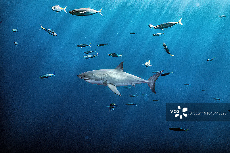 瓜达卢佩岛的大白鲨图片素材
