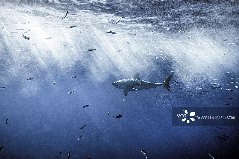 瓜达卢佩岛的大白鲨图片素材